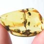 Rare Beetle With Mite Clinging On Its Leg In Dominican Amber