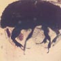 Rare Beetle With Mite Clinging On Its Leg In Dominican Amber