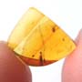 Rare Beetle With Mite Riding At The Back In Dominican Amber