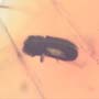 Rare Beetle With Mite Riding At The Back In Dominican Amber