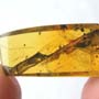 Rare Biting Midge With Two Eggs In Dominican Amber.
