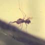 Rare Biting Midge With Two Eggs In Dominican Amber.