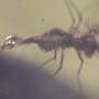 Rare Biting Midge With Two Eggs In Dominican Amber.