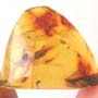 Rare Biting Midge With Egg In Dominican Amber.