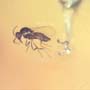 Rare Biting Midge With Egg In Dominican Amber.