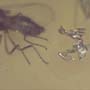 Rare Biting Midge With Egg In Dominican Amber.