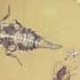 Rare Biting Midge With Egg In Dominican Amber.