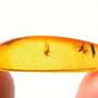 Rare Polyxenid Millipede, Spider And  Wasp In Dominican Amber.