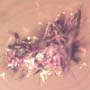 Rare Black Scavengerf Ly And Spider Fighting And Black Scavenger Fly In Dominican Amber