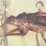 Rare Black Sucking Assasin Bug In Dominican Amber