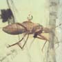 Rare Black Sucking Assasin Bug In Dominican Amber