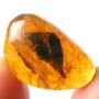 Rare Dicotyledon In Dominican Amber.