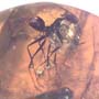 Rare Botanical And Worker Ant In Dominican Amber.