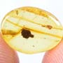 Rare Botanical In Dominican Amber