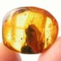 Rare Botanical In Dominican Amber