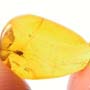 Rare Botanical Trapped In Web In Dominican Amber