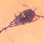 Rare Botanical Trapped In Web In Dominican Amber