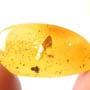 Rare Breached Dicotyledon In Dominican Amber.