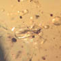 Rare Botanical With Roots And Fungus Gnat In Dominican Amber.