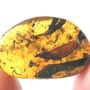 Rare Botanical With Spouting Roots, Sand Fly, Worker Ant, Leaves And Plant Hair Fiber In Dominican Amber