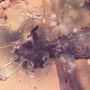 Rare Botanical With Spouting Roots, Sand Fly, Worker Ant, Leaves And Plant Hair Fiber In Dominican Amber