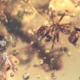 Rare Botanical With Spouting Roots, Sand Fly, Worker Ant, Leaves And Plant Hair Fiber In Dominican Amber
