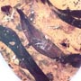 Rare Botanical With Spouting Roots, Sand Fly, Worker Ant, Leaves And Plant Hair Fiber In Dominican Amber