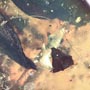 Rare Botanical With Spouting Roots, Sand Fly, Worker Ant, Leaves And Plant Hair Fiber In Dominican Amber