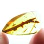 Rare Botanical With Thorn In Dominican Amber