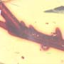 Rare Botanical With Thorn In Dominican Amber.