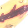 Rare Botanical With Thorn In Dominican Amber.