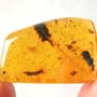 Rare Bract, Gall M Idge, Lost Of Ancient In Dominican Amber.