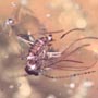 Rare Bract, Gall M Idge, Lost Of Ancient In Dominican Amber.