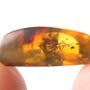 Rare Breached Ant Holding Elongate Springtail In Dominican Amber.
