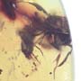 Rare Breached Ant Holding Elongate Springtail In Dominican Amber.