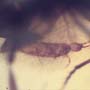 Rare Breached Ant Holding Elongate Springtail In Dominican Amber.