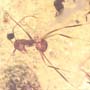 Rare Breached Centipede And Worker Ant In Dominican Amber