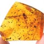 Rare Breached Isopod, Cricket And Gall Midge In Dominican Amber.