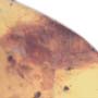 Rare Breached Isopod, Cricket And Gall Midge In Dominican Amber.