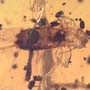 Rare Breached Isopod, Cricket And Gall Midge In Dominican Amber.
