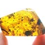Rare Breached Millipede In Dominican Amber.
