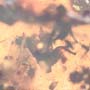 Rare Breached Millipede And Flower In Dominican Amber.