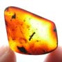 Rare Breached Millipede And Rove Beetle In Dominican Amber