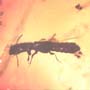 Rare Breached Millipede And Rove Beetle In Dominican Amber.