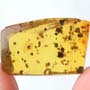 Rare Breached Millipede In Dominican Amber.