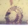 Rare Breached Millipede In Dominican Amber.
