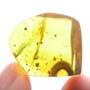 Rare Breached Millipede In Dominican Amber