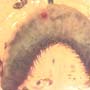 Rare Breached Millipede In Dominican Amber.