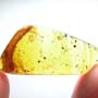Rare Breached Millipede In Dominican Amber.