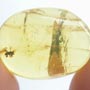 Rare Bubbly Millipede And Beetle In Dominican Amber.